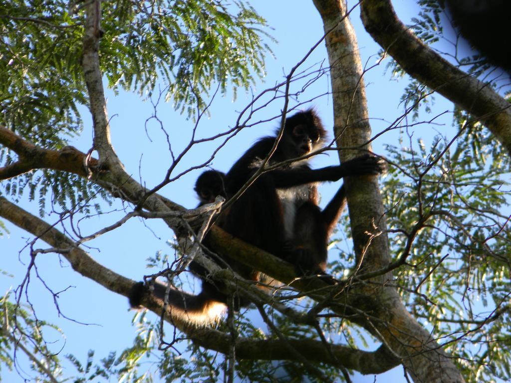 Hacienda Coba Bed & Breakfast ภายนอก รูปภาพ